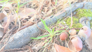 くまの森が生まれた日～心が整う表現～