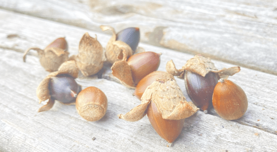 くまの森のInstagram