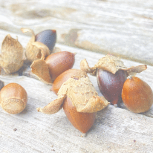 くまの森のInstagram