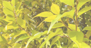 ＂光の広場＂の見つけ方