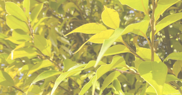 ＂光の広場＂の見つけ方