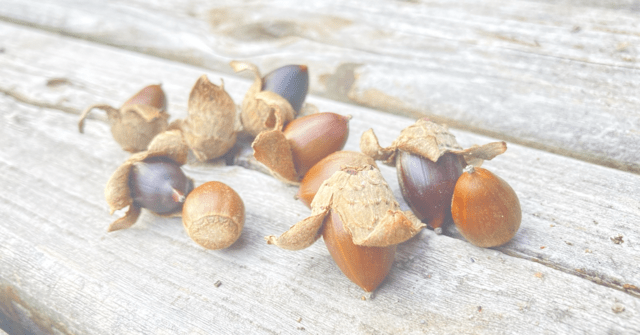 自分軸の芽生えをイメージ