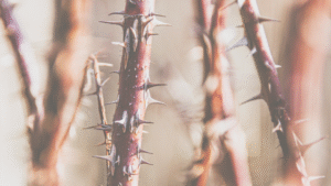 理不尽なことがトゲのように刺さる