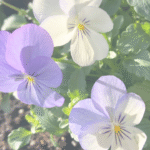 ＨＳＰママが感じた小さな心の成長