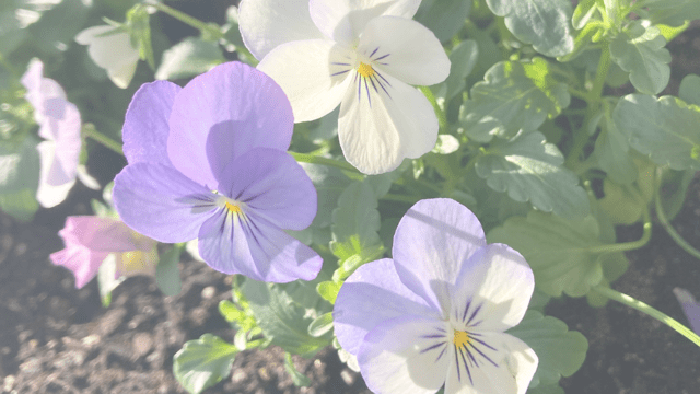 ＨＳＰママが感じた小さな心の成長