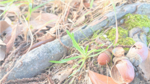 くまの森が生まれた日