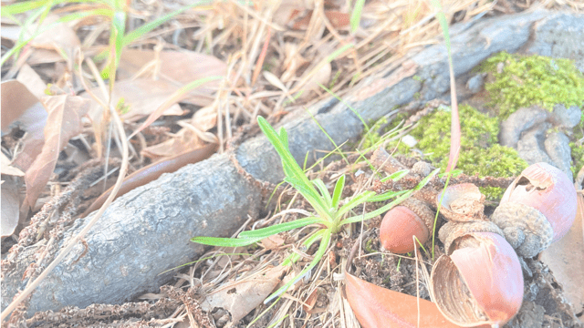 くまの森が生まれた日