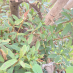 「子どもが苦手な」私が母になるまで