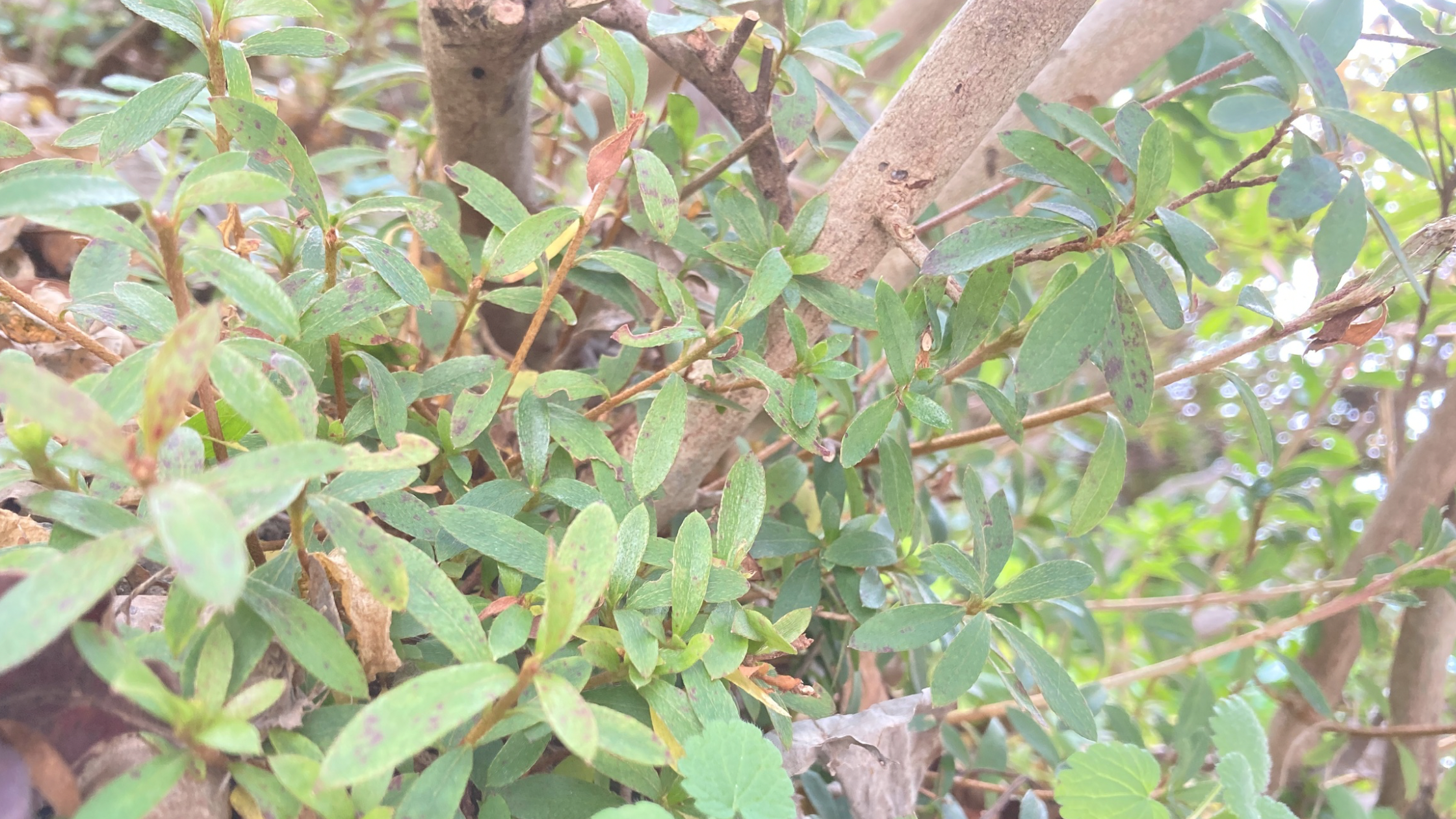 「子どもが苦手な」私が母になるまで