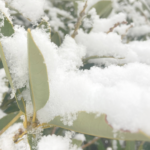風邪の連鎖のなかで見えた＂本当のしんどさ＂