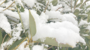 風邪の連鎖のなかで見えた＂本当のしんどさ＂