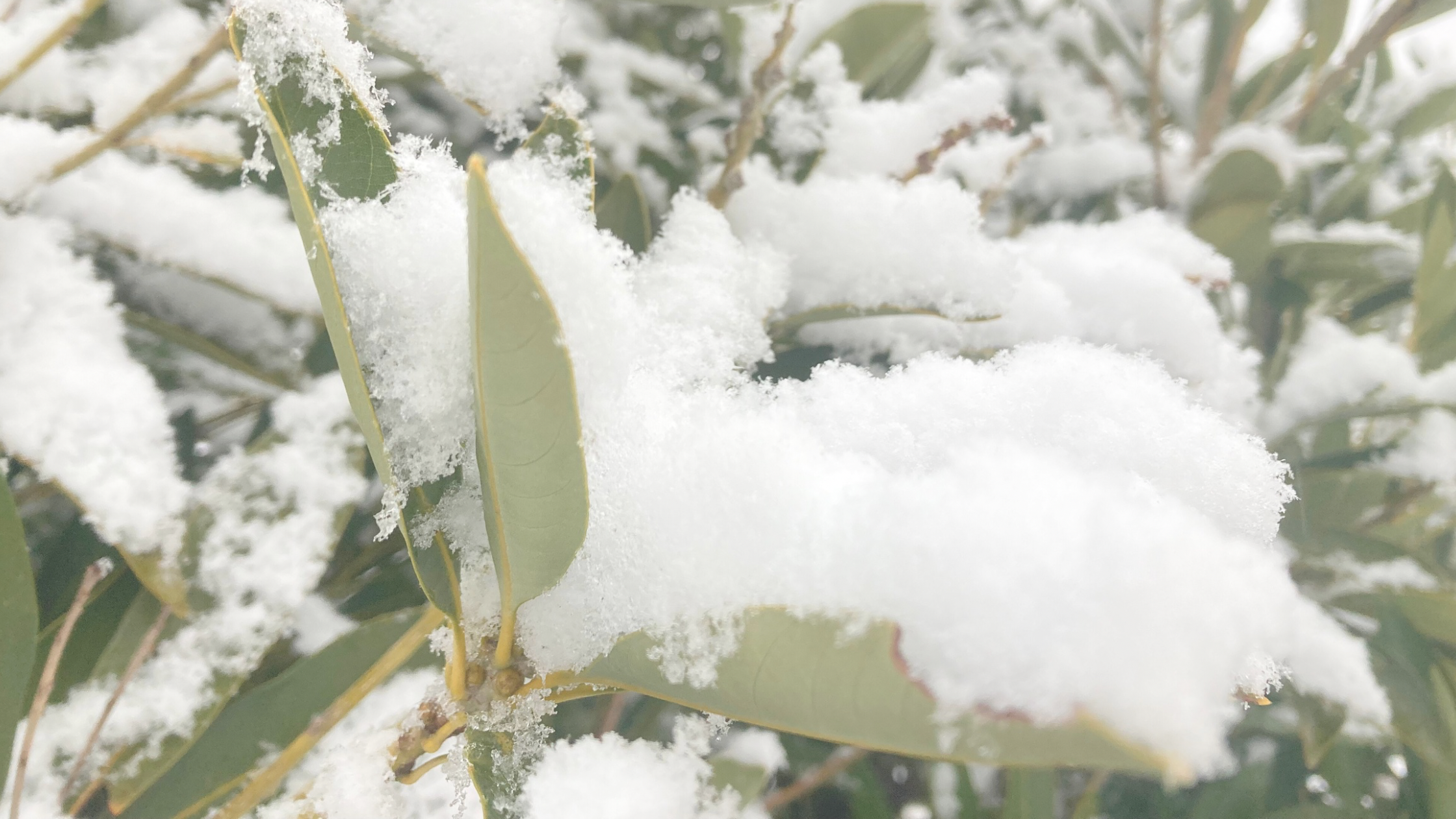 風邪の連鎖のなかで見えた＂本当のしんどさ＂