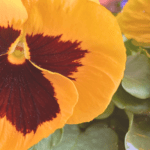 前厄・本厄・後厄を通して人生が切り替わった話