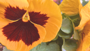 前厄・本厄・後厄を通して人生が切り替わった話