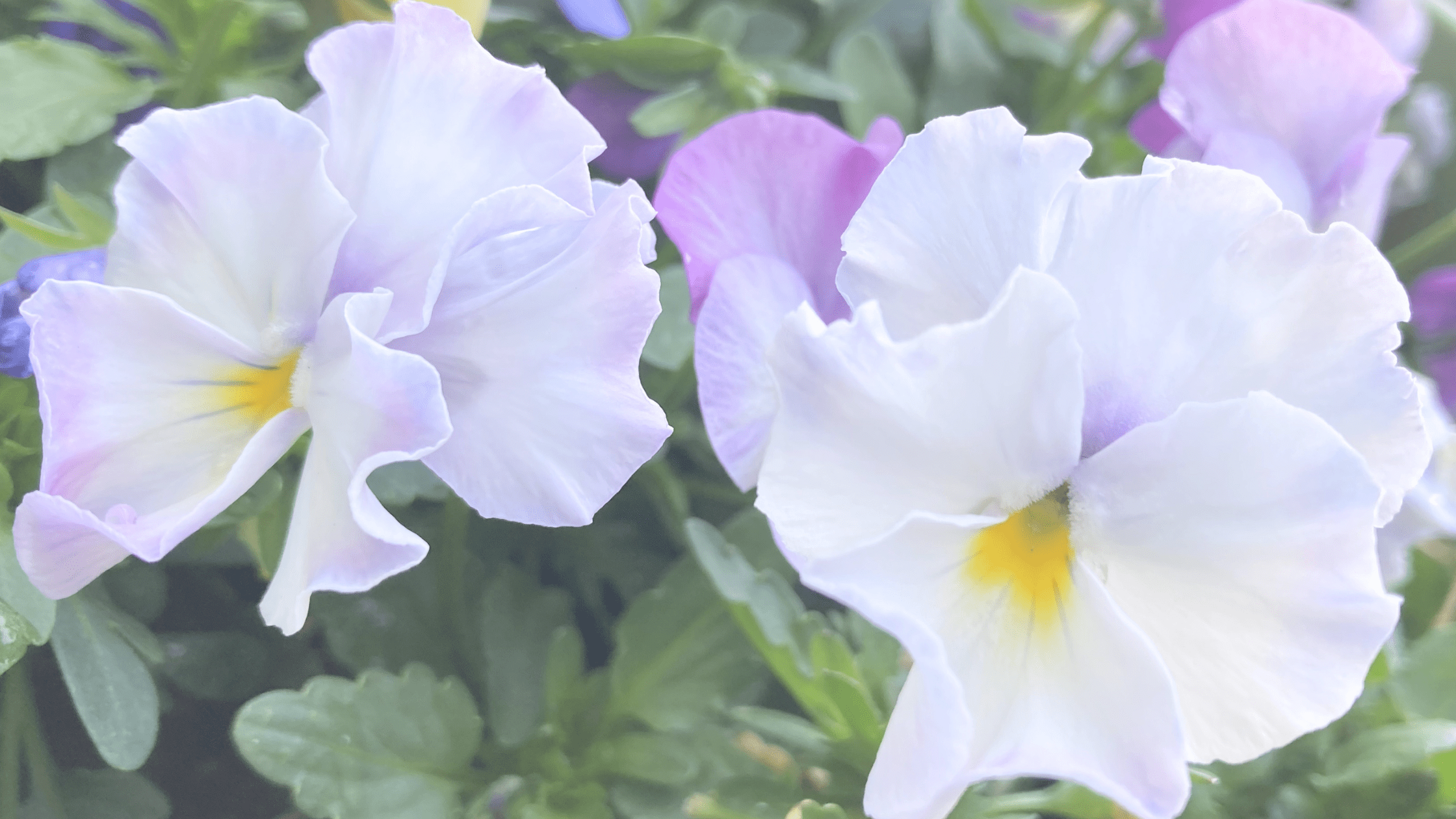 息子と先生の解決の時間を作るまで