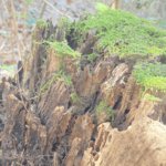 ＨＳＣが飲み込んだ「嫌い」という言葉