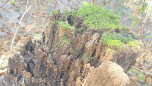 ＨＳＣが飲み込んだ「嫌い」という言葉