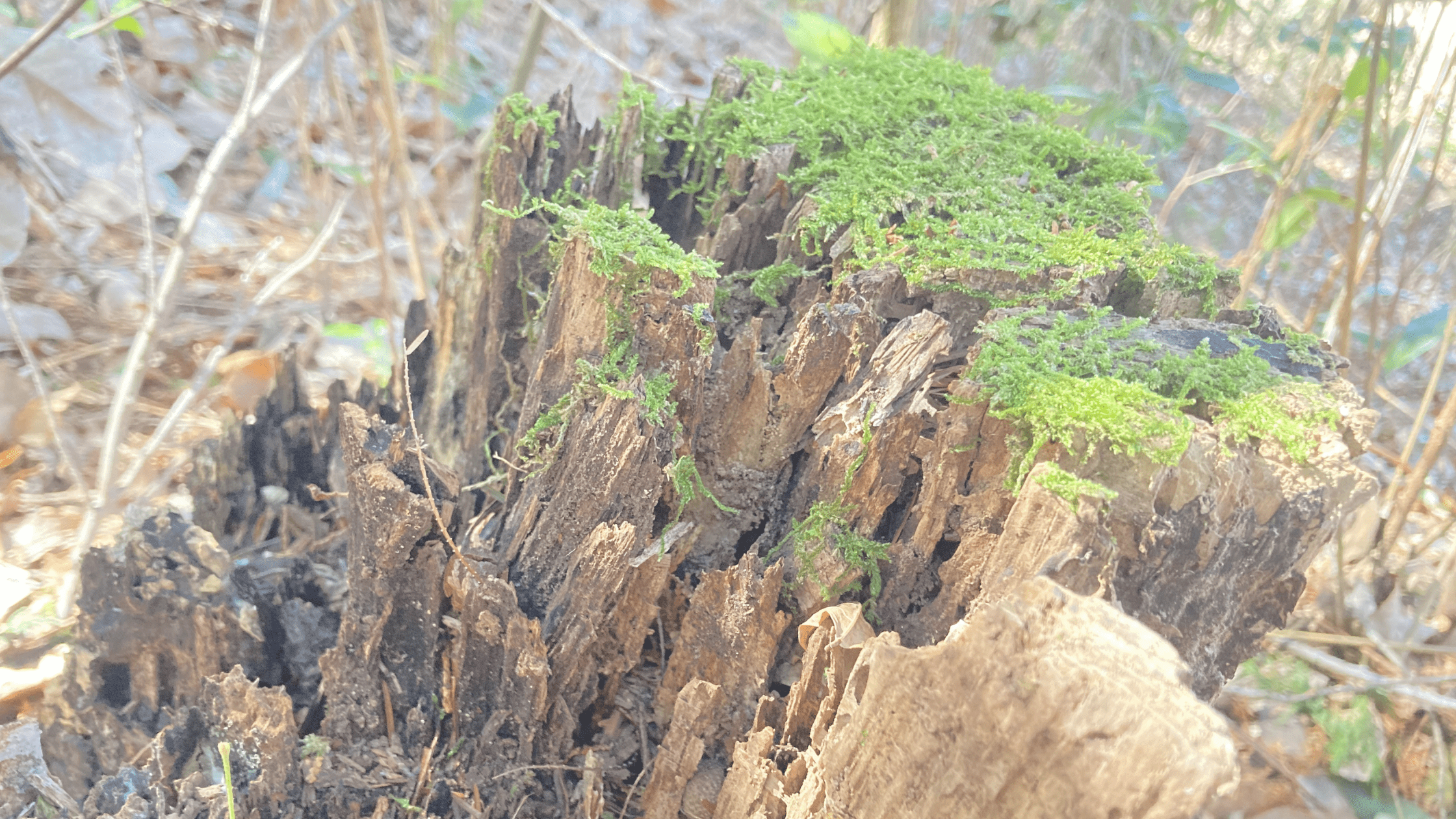 ＨＳＣが飲み込んだ「嫌い」という言葉